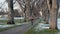 Riding bicycle through an alley of old American elm trees