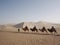 Riding a Camel in A Part of Silk Road in Dunhuang Desert. Travel