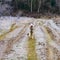 Riding dog of the Siberian Husky breed in the woods on a walk, morning frosts on the grass in late autumn