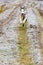 Riding dog of the Siberian Husky breed in the woods on a walk, morning frosts on the grass in late autumn