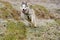 Riding dog of the Siberian Husky breed in the woods on a walk, morning frosts on the grass in late autumn