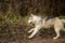 Riding dog of the Siberian Husky breed in the woods on a walk, morning frosts on the grass in late autumn