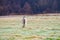 Riding dog of the Siberian Husky breed in the woods on a walk, morning frosts on the grass in late autumn