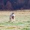 Riding dog of the Siberian Husky breed in the woods on a walk, morning frosts on the grass in late autumn