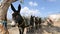 Riding donkeys standing one after another in line, animals as means of transport