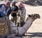 Riding a DROMEDARY in the Sahara desert. Entertainment for tourists. The work of Bedouins in the tourism sector.