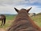 Riding on a horse back in the Drakensberg South Africa