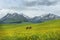 Riding a horse in the grassland