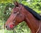 Riding horse portrait