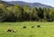 The riding horses of Cades Cove trot through a valley of green.