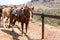 Riding Horses in the Country