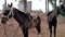 Riding Horses in the Cuzco Mountains