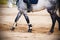 Riding a rider on a gray horse, which goes through the sandy arena