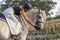 Riding white Lusitano horse, outdoors, cute team, riding arena outside