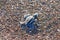 Ridley green sea turtle hatchlings on Playa Ostional, Costa Rica