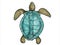 Ridley Sea Turtle Swimming Color Drawing