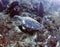 Ridley turtle swimming in coral, roatan, honduras