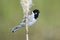 Rietgors, Common Reed Bunting, Emberiza schoeniclus