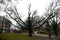 RIGA, LATVIA - DECEMBER 5, 2018: Huge bare tree in the park in RIga