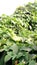Rigde gourd luffa green plants leave