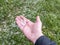 right caucasian hand holding small hail grains on blurry green grass background