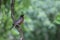 Right-facing Perched Robin