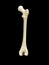 Right human femur bone, posterior view, bone anatomy, black background, 3d rendering