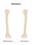 Right Humerus and Left Humerus. Anterior (ventral) view.