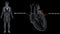 Right and Left Pulmonary Veins of Heart