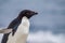 Right profile of Adele penguin from Antarctica