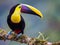 Right profile of the Chestnut mandible toucan of Central America