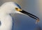 Right profile of snowy white egret with shrimp in beak