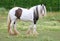 Right Profile View of Clydesdale Horse