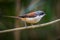 Right side of Burmese Shrike