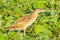 Right side portrait of Yellow Bittern