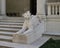 The right of two lioness sculptures by sculptor Edward Clark Potter flanking the 36th Street entrance of The Morgan Library & Muse