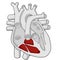 Right ventricle - Heart - Human body - Education