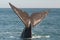 right whale pictures