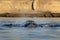 Right whales, Argentina