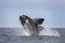 Right whales, Argentina