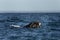 Right whales, Argentina