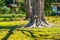 Rikugien trees image of the Japanese garden
