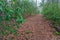 Rim Trail, Fires Creek, Nantahala National Forest, NC