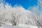 Rime forest and blue sky