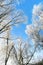 Rime frost on tree tops of willow trees in winter