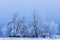 Rime hoarfrost and snow on birch tree branches