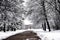 Rime Ice Crystals on Trees, Yerkes Observatory