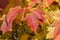 Rime on red viburnum leaves, cool autumn morning