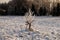 Rime on a small lime tree