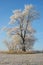 Rime tree